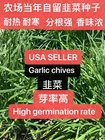 500+ CT Garlic Chives, Non-GMO, Organic, Heirloom Seeds 500多粒高芽率农场自留韭菜种子2025年产