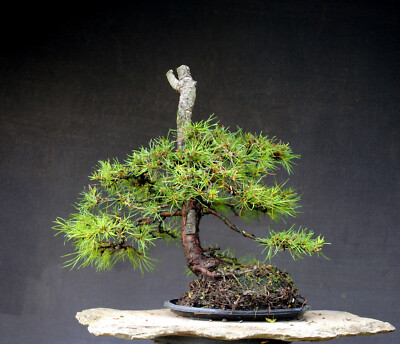 Bonsai outdoor winterhart Kiefer, Pinus, H43 B46 D4 cm | eBay.de