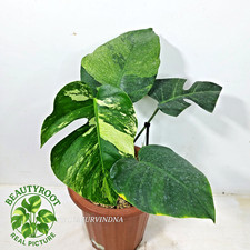 Actual Photo Monstera Jungle Mint Variegated Free Phyto