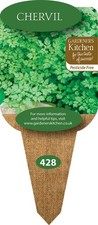 Chervil Plants - 3 x 10cm Plug Herb Plants. (Anthriscus