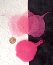 25 Pink leaves Po Bo Banyan Skeleton leaf see through veins Baby girl Small