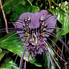 Black Bat Orchid Flower Seeds (Tacca chantrieri) RARE Tropical Garden Houseplant