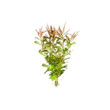 Needle Leaf Ludwigia Arcuata Live Aquarium Plants BUY 2 GET 1 FREE