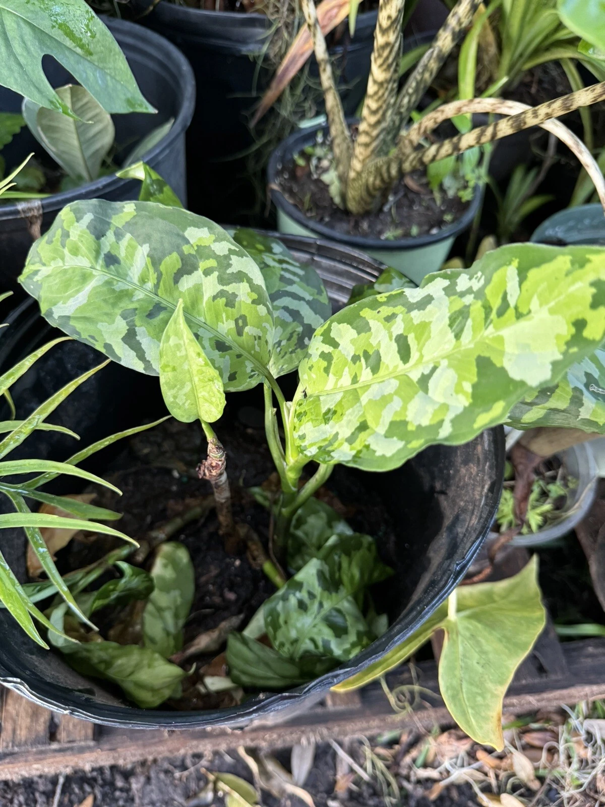 Aglaonema Pictum Tricolor