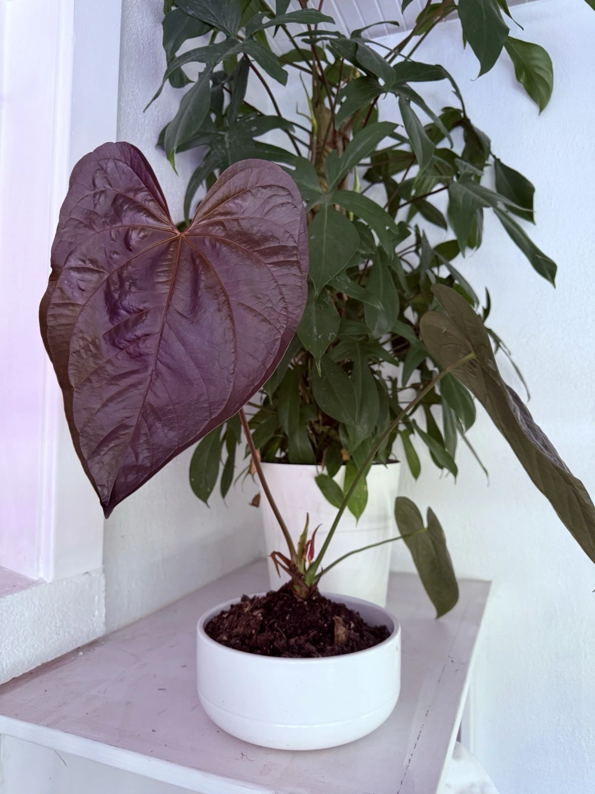 anthurium plants Purple Leaves Moodeanum