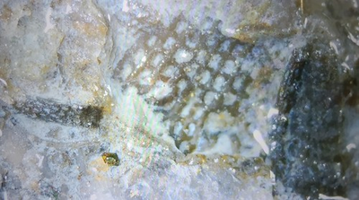 #ad Silurian Sea Bed Fossil NW Ohio $15.00