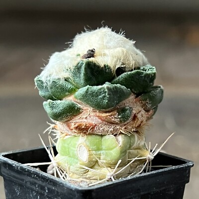 11-1347. Cactus Scaph x Fiss (Grafted) | eBay