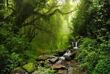 7x5ft Graceful Natural Scenery Backdrop Evergreen Forest Jungle Rock Flowing ...