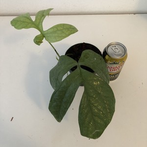 Amydrium Medium ‘Silver’ Rare Aroid Philodendron Monstera | eBay