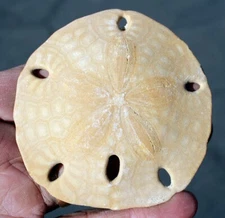 Fossil Sand Dollar • Mellitella californicus • 3.5" Diameter