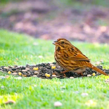Wild Birdseed Mix | Nutritious Bird Feed Animal Food Safflower Corn Sunflower