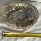 Natural  Red Abalone Shell Iridescent Interior Smudging Shell Bowl Approx 10 in — photo 4