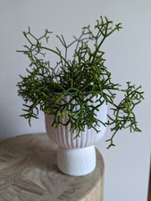 Emporium 18 cm Zaria White planter 14 x 18 cm