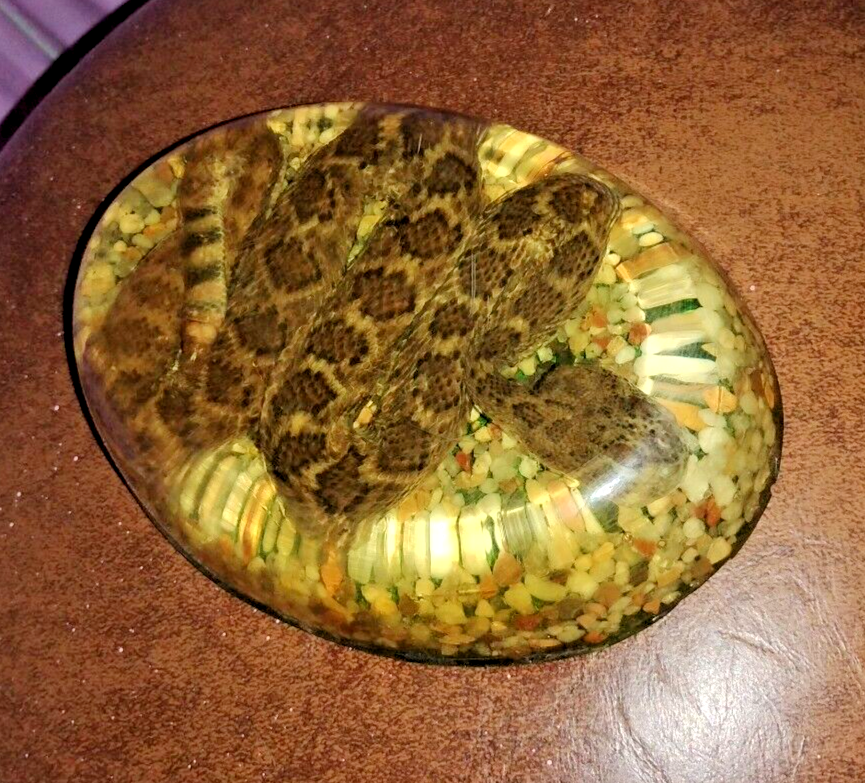 Rare Real Diamondback Rattlesnake Vintage Resin Lucite Taxidermy Science Oddity