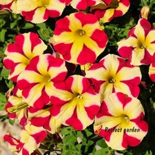 200 Semillas Amore Queen Hearts Petunia Reliquia Hermosas Flores Hogar Jardinería