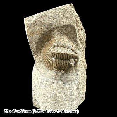Rare Scutellum Trilobite Fossil A Grade Devonian Morocco Display Specimen from