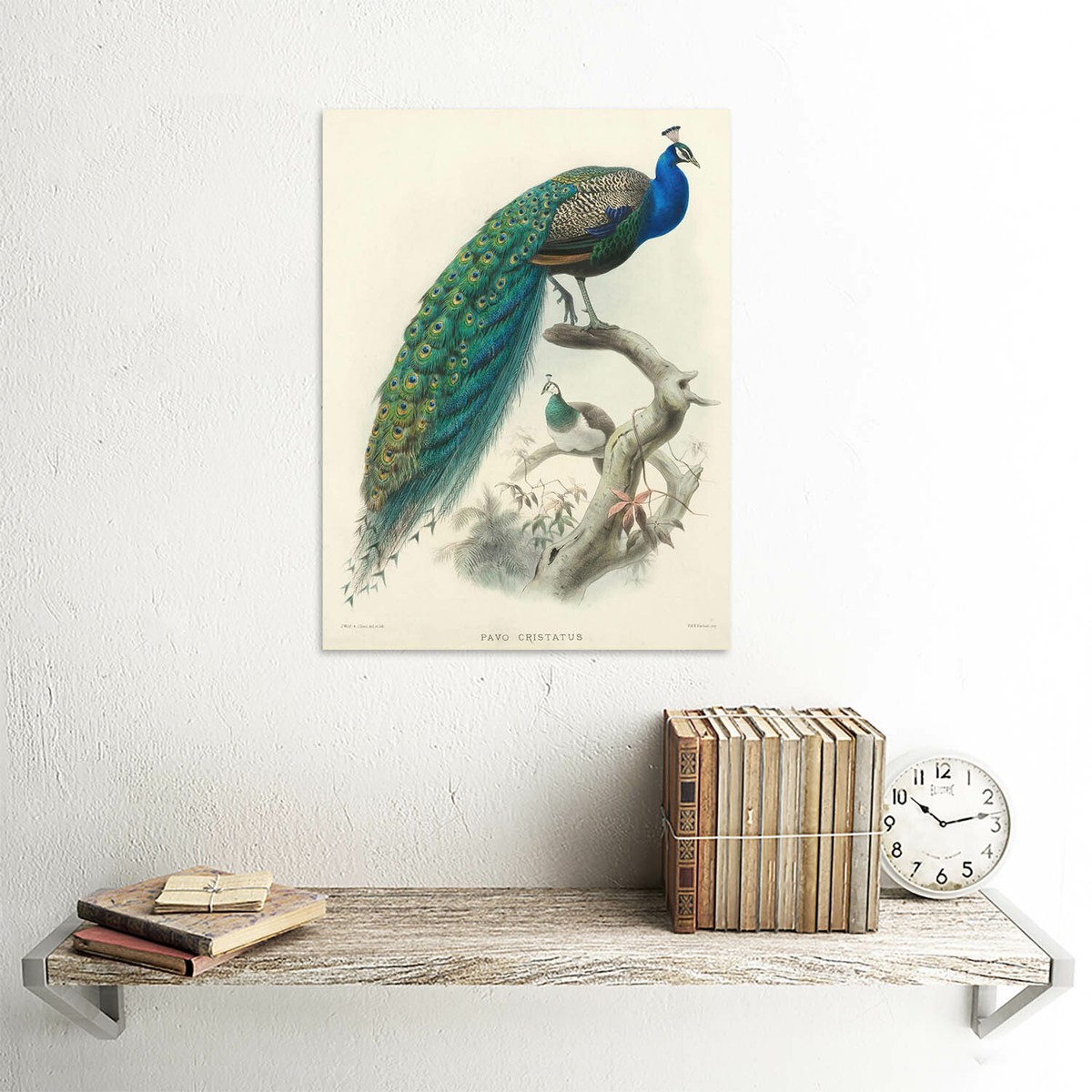 ILLUSTRATION ANIMAL PEACOCK BIRD SCIENTIFIC PAVO CRISTATUS 30X40