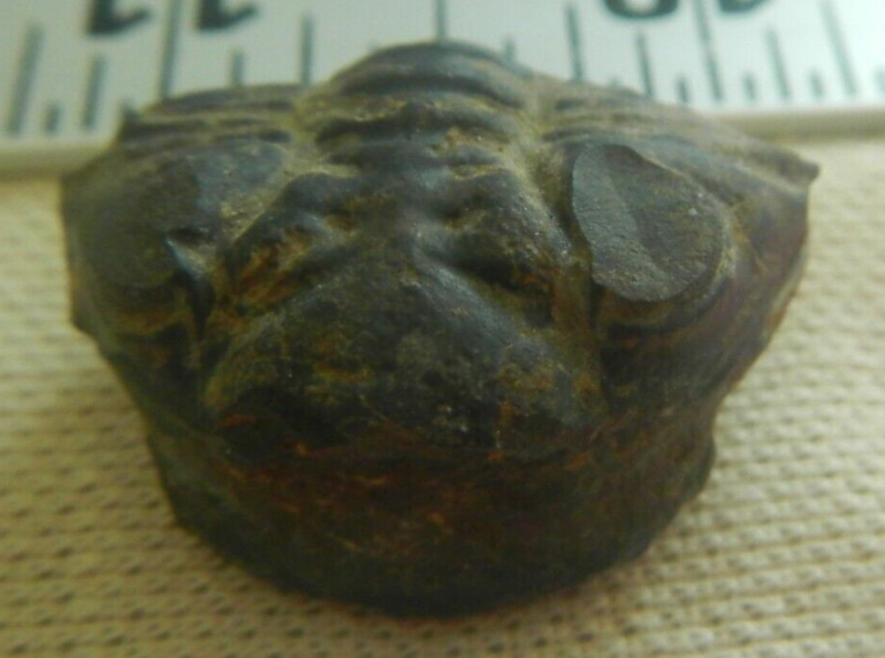 Trilobite Fossil. Dalmanites limularus, New York  67-9