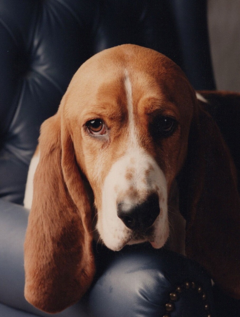 Handsome Basset Hound Resting Head On Chair Droopy Ears Soulful
