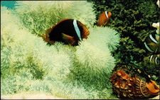Tomato-Anemone Fish at the John G Shedd Aquarium Chicago Unposted Colorful Card