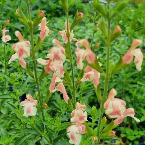 Salvia x jamensis ‘Belle De Loire Bi-Colour Flower Well Drained Hardy New 2023 - Picture 4 of 8