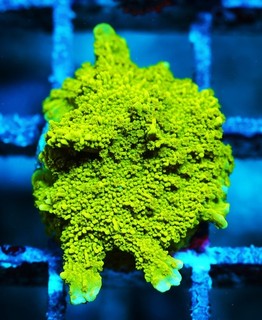 Green Branching Montipora Frag Zoanthids Zoa Paly SPS LPS Corals WYSIWYG