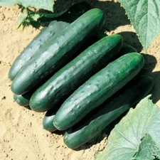 100+ Marketmore 76 Cucumber Seeds -------------- Non GMO -- HEIRLOOM -- ORGANIC