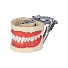 Kilgore NISSIN 200 Type Dental Typodont Model With 32pcs Removable Teeth M8012