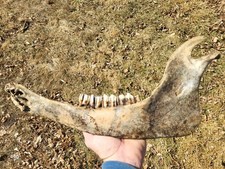 Historic Bison lower jaw bone buffalo not a fossil