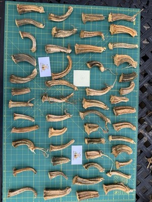 50 Natural Dried Real Pumpkin Stems Excellent Quality Craft Ready Fall Crafts #3