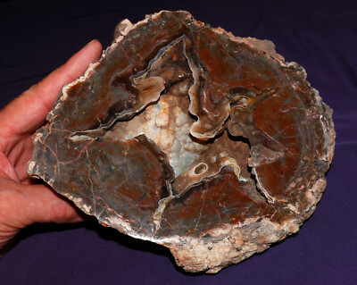 Thunderegg XXL!! Eagle Creek, Warm Springs Indianerreservat 2503,6g 222x185x58mm