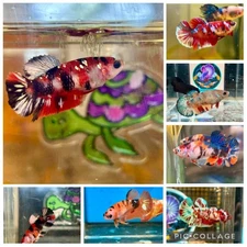 Koi Multicolor Plakat - Female Betta