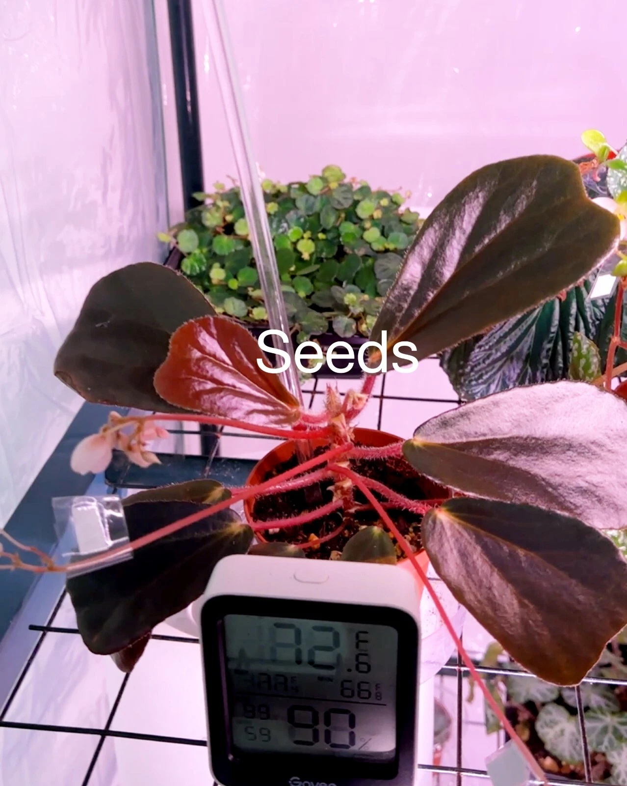 Begonia blancii dark form 40+ seeds - FREE domestic shipping
Opens in a new window or tab