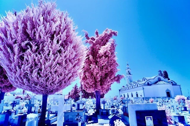 Candy Chrome 550nm Long Pass Infrared Filter, 67mm, See Video For Full Spectrum - Image 3 of 4