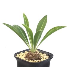 2-3CM Succulent Cactus Plant Euphorbia Bupleurifolia Ball Cactaceae Home Garden