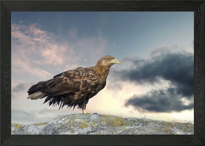 Weißschwanzadler gerahmtes Wandbild Poster Leinwanddruck Bild