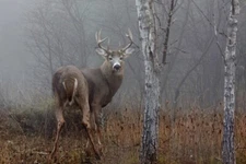 White Tailed Buck in the Autumn Fog by Jim Cumming Wildlife Photography Giclee