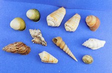 LOT / ELEVEN 11 / SEA SHELLS / BEACH DECOR / CRAFT / AQUARIUM / FISH TANK