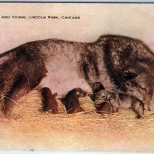 c1910s Chicago, IL Lincoln Park Timber Wolf & Young Cute Dog Postcard ILL A169