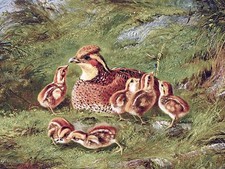HEN QUAIL CHICKENS by A. Tait grass Tile Mural Kitchen Backsplash Marble Ceramic