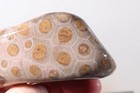 Petoskey Stone Fossil Coral Lapidary  7.5 oz. windowed rough lot P2 — photo 9