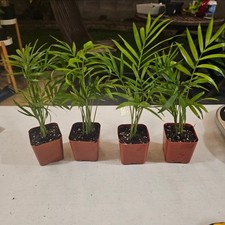Parlor Palm Bundle  1 Plant 2 In Pot | Chamaedorea elegans | Neanthe Bella Palm