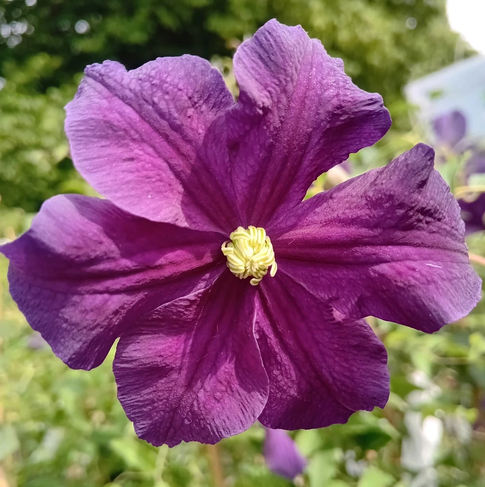 Waldrebe Clematis viticella Etoile violett 60 - 100 cm Kletterpflanze lila - Bild 1 von 1