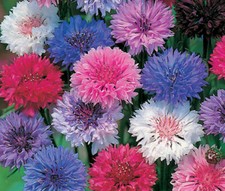 bachelor's buttons, POLKA DOT MIX dwarf 570 seeds GroCo USA BUY 15 SHIPS FREE
