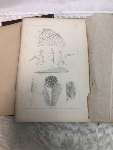 Key to North American Birds, Elliott Coues, 1872 First Edition HC - Picture 7 of 21