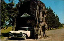 PC Automobile Driving Through Tree Western Red Cedar Highway 99 Washington
