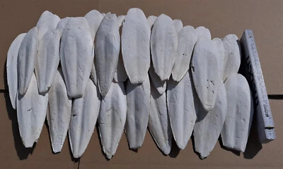 Sepiaschalen 15 - 20 cm / Sepia, Vögel, Reptilien, Schnecken, Garnelen