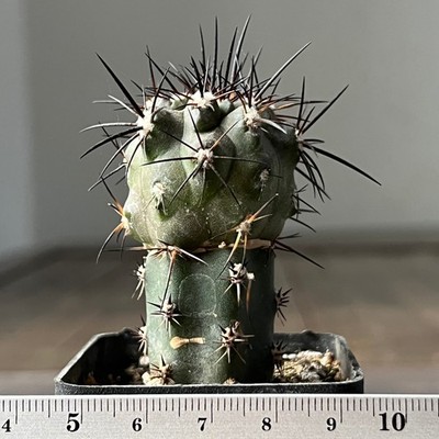A21-1534 Copiapoa fusca, JN 1984, Aguada de Tongoy, Atacama (Grafted)