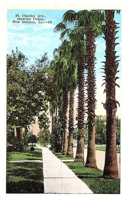 Louisiana  New Orlean's  , St.Charles Ave.  showing Palms