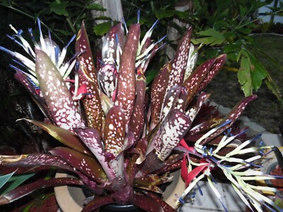 Billbergia HALLELUJAH Bromeliad one tropical plant *TALL* ***SALE